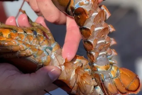 a hand holding a hot dog